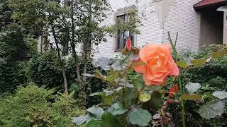 АМАЛИЕНАУ. Калининград