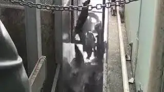 amazing process harvesting salmon eggs and artificial insemination million fish eggs