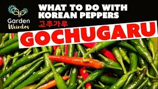 Making Gochugaru from Korean Peppers | Backyard Gardening | Garden Weirdos