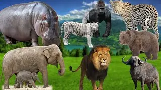 Cute Animal Sound And Name   Animal Sound Effects   Cow, Cat, Buffalo, Monkey, Duck, Goat, Horse