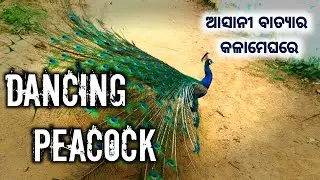 Asani Cyclone 2022 |asani cyclone odisha news | asani cyclone | asani cyclone news | dancing peacock