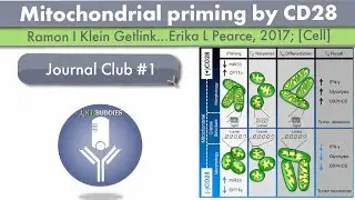 Antibuddies Journal club #1: Mitochondrial priming by CD28 [live stream]