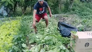HARVEST ORGANIC ICE BERG SAKA GREEN WAVE LETTUCE(DWIGHT MIX VLOG)