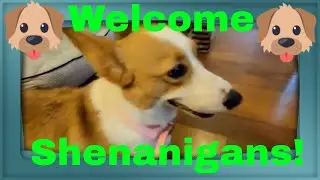 Welcome Shenanigans to the Family!!!