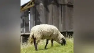 Sheep Animal Documentary | Nature & Farm Education