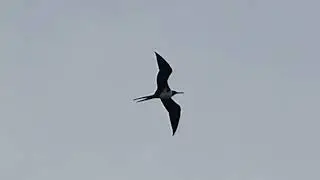 Lesser Frigatebird, Fregata a. ariel, Mantanani island, Sabah, Borneo, Malaysia, 19 Dec 2013 (3/4)