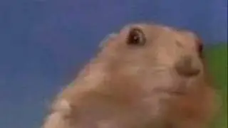 Dramatic Prairie Dog