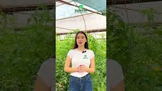 Каратэ Зеон - пиретроидный инсектицид, защищает сельскохозяйственных культур от комплекса вредителей