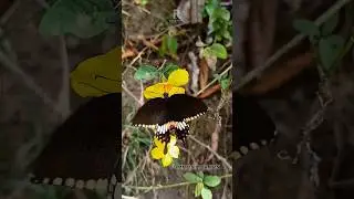 A Block Magic (Common Mormon ) | RK Wildlife Clips #butterfly #incredibleindia #wildlife #slomo
