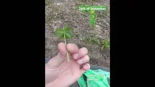 6 Leaf Clover!