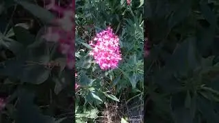 Interesting beautiful flowers in the botanical garden Интересные красивые цветы в ботаническом саду