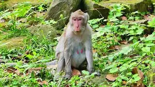 Jane monkey, She passed out seeing nature, feed of some grass , take care healthy