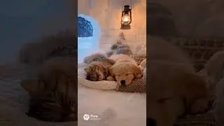Snore Battle in the Snow. Cat and dog snore alternately in a snow igloo.