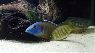 Beginners Guide to Breeding Malawi Peacock Cichlids
