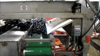 Mussel Processing