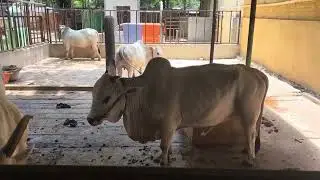 #old #punganur #bull #iskcon #in #goshala