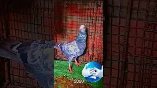 Why Pigeons Are Actually Cute #pigeon#birds #pigeonlove #indianbirds #cutebirds #birdslovers