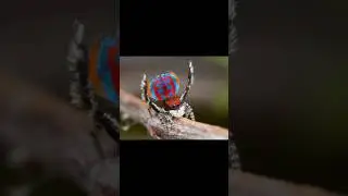 Maratus Bubo (Peacock Spider) #maratusbubo #spider #insects #carnivore#peacockspider#shorts #peacock