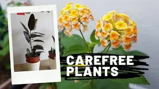 [T&C Life] 5 Carefree plant | Indoor and outdoor plants