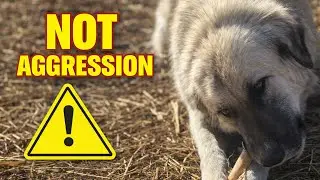 How to Stop an LGD From Attacking Livestock (Most Dogs Aren&rsquo;t the Problem)