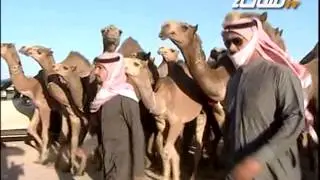 مزاين الكويت 2014 | القود | مسيرة منقية / ناصر بن فارس العلوش العجمي