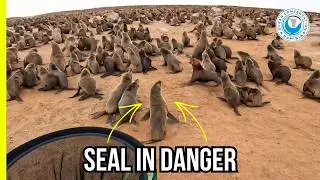 Another Seal, Another Plastic Trap