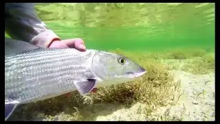 Cayo Coco Big Bonefish Release Cuba