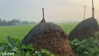 শীতের সকালের গ্রামের দৃশ্য। ব্রাহ্মণবাড়িয়া অষ্টগ্রাম।