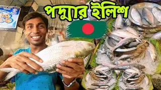 পদ্মার ইলিশ | Hilsa Fish | Bangladesh Ilish Fish Market | Podda Nodi Ilish | Shorshe Ilish Recipe