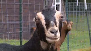 The Pacific Northwest sanctuary that works to save goats and find them forever homes - 2019's Best -