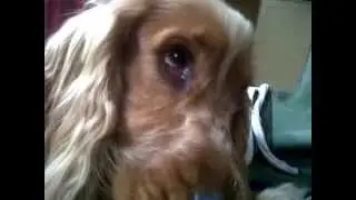 bailey the dog's talent, eye rolling and eybrown moving