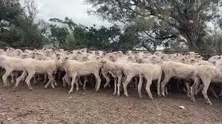 MC+RL Willis Ewe Hoggets 2022