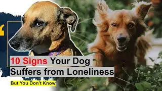 10 Warning Signs Your Dog Suffers from Loneliness & How to Fix Them