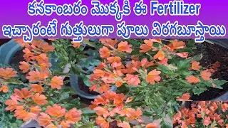 Tips to Get More Blooms in Crossandra Plant|కనకాంబరాలు బాగా పూయాలంటే తప్పకుండా ఇలా చేయండి#crossandra