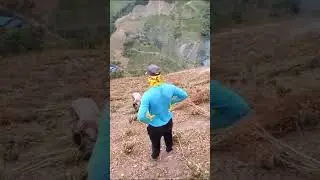 as&iacute; se poda la mata de coca
