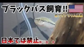 水槽でブラックバスを飼育してみた【初アクアリウム】