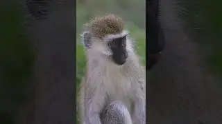 🐒 Close Encounter: Vervet Monkey's Playful Charm in Nakuru National Park - A Lighthearted 8K Moment
