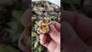 Countryside food but delicious #you like to eat this #Countrysidefood #food #eating #cooking EP5