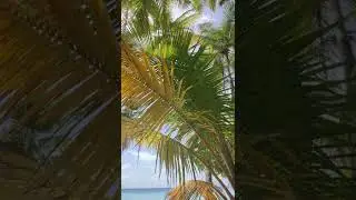 Sound of water and palm trees in the Maldives #shorts #summer #paradise