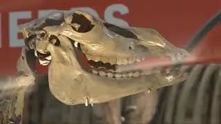 New Smithsonian exhibit features &lsquo;Nation&rsquo;s T  rex&rsquo;, which hails from Montana