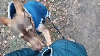 Der süße Elven: erster Spaziergang auf seiner Pflegestelle #tiervermittlung #zuhausegesucht