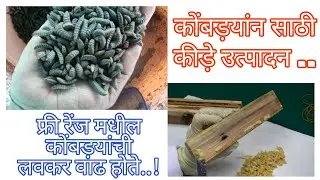 PART : 2 कमी खर्चात कोंबड़यांन साठी  कीड़े उत्पादन || 8669028317 || BSF Information