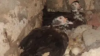 مابتحبيش ترقدى البط وتشتري جاهز هاتغيرى رأيك بعد الفيديو ده 