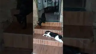#viral #gatos #cats #video #perfeito