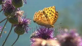 stock footage butterfly and bees gathering pollen macro