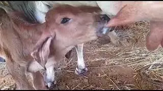 New born Gir calf suckling. Desi cow. Gir calf. #gir #calf #calfrearing