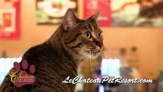 Pet Boarding at Le Chateau Pet Resort