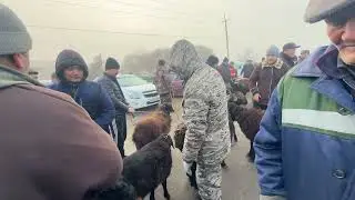 Богот кой кочкар нархи 24 декабря 2025 г.