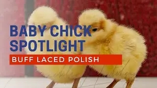 Buff Laced Polish Chicken Breeds