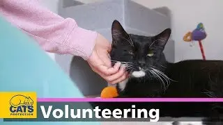Volunteering with Cats Protection